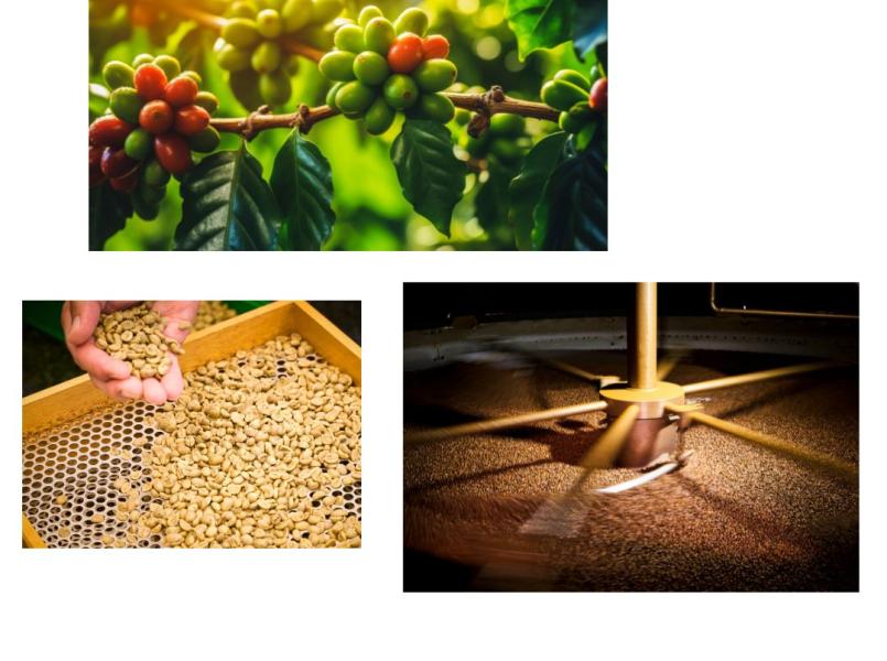 gerflor_dlw_lino_art_nachwachsende_rohstoffe