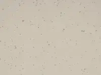 Mipolam Planet 5441 Clay Soll